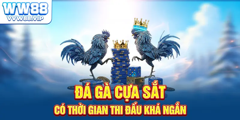 Đá gà cựa sắt có thời gian thi đấu khá ngắn